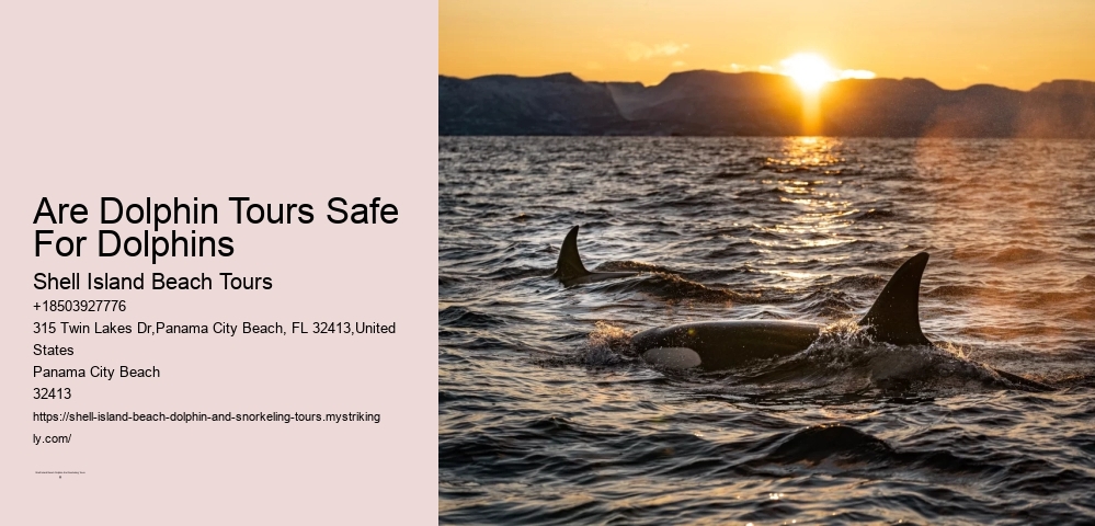 Are Dolphin Tours Safe For Dolphins