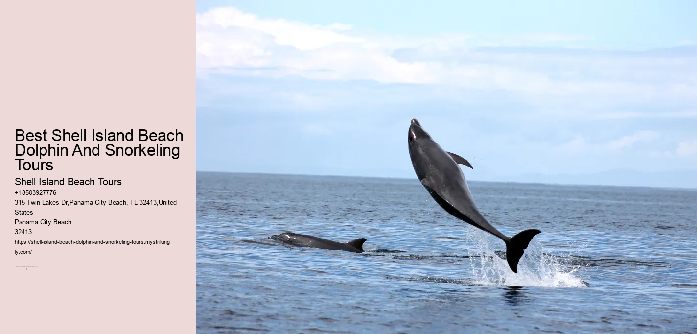 Best Shell Island Beach Dolphin And Snorkeling Tours