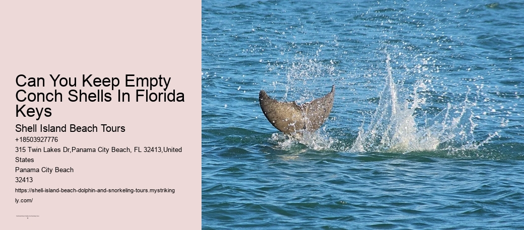 Can You Keep Empty Conch Shells In Florida Keys