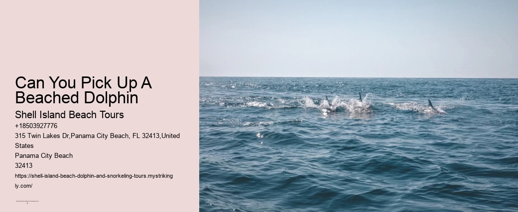 Can You Pick Up A Beached Dolphin