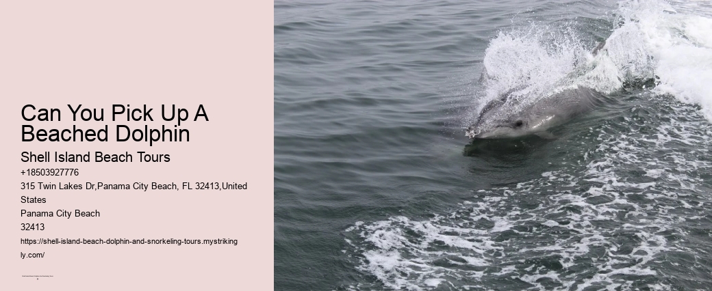 What Is The Best Time Of Day To Go To Shell Island