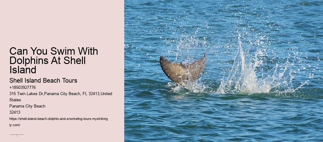 Can You Swim With Dolphins At Shell Island