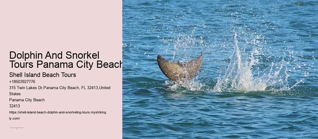 Dolphin Delight Excursions