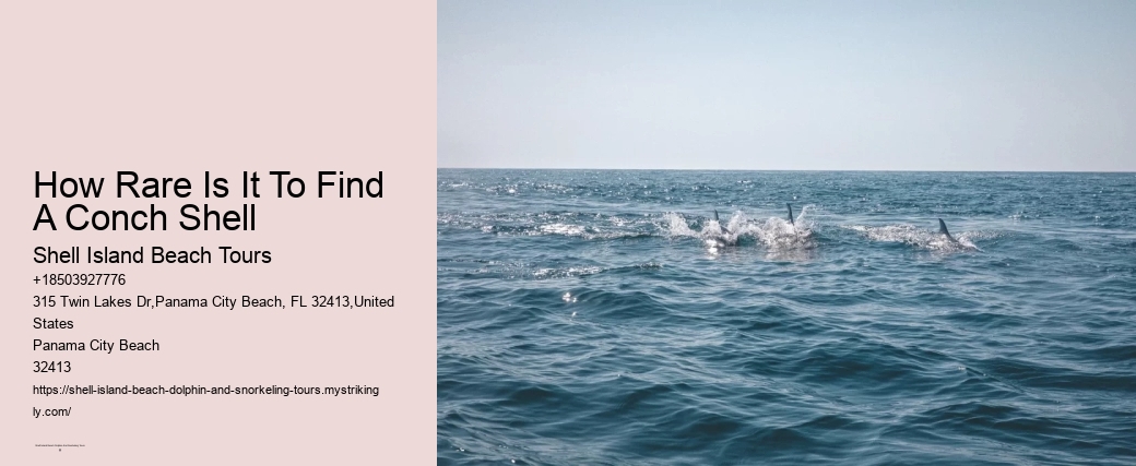 How Rare Is It To Find A Conch Shell