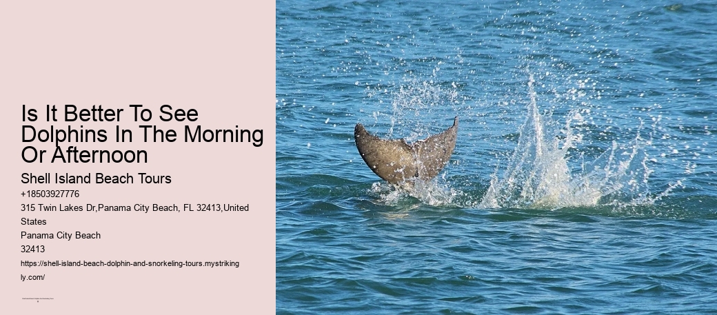 Is It Better To See Dolphins In The Morning Or Afternoon
