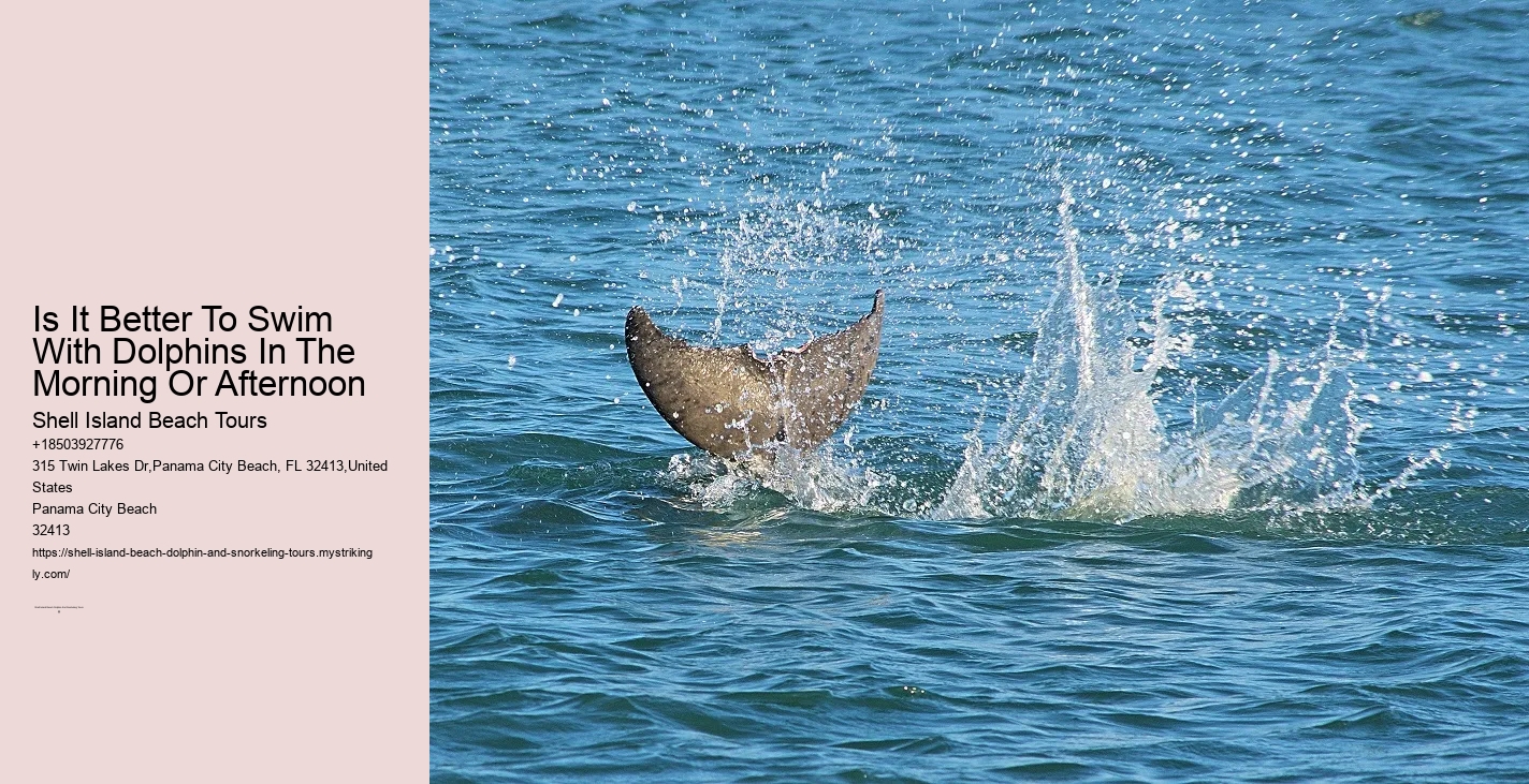 Dolphin Tours And Cruise Faqs