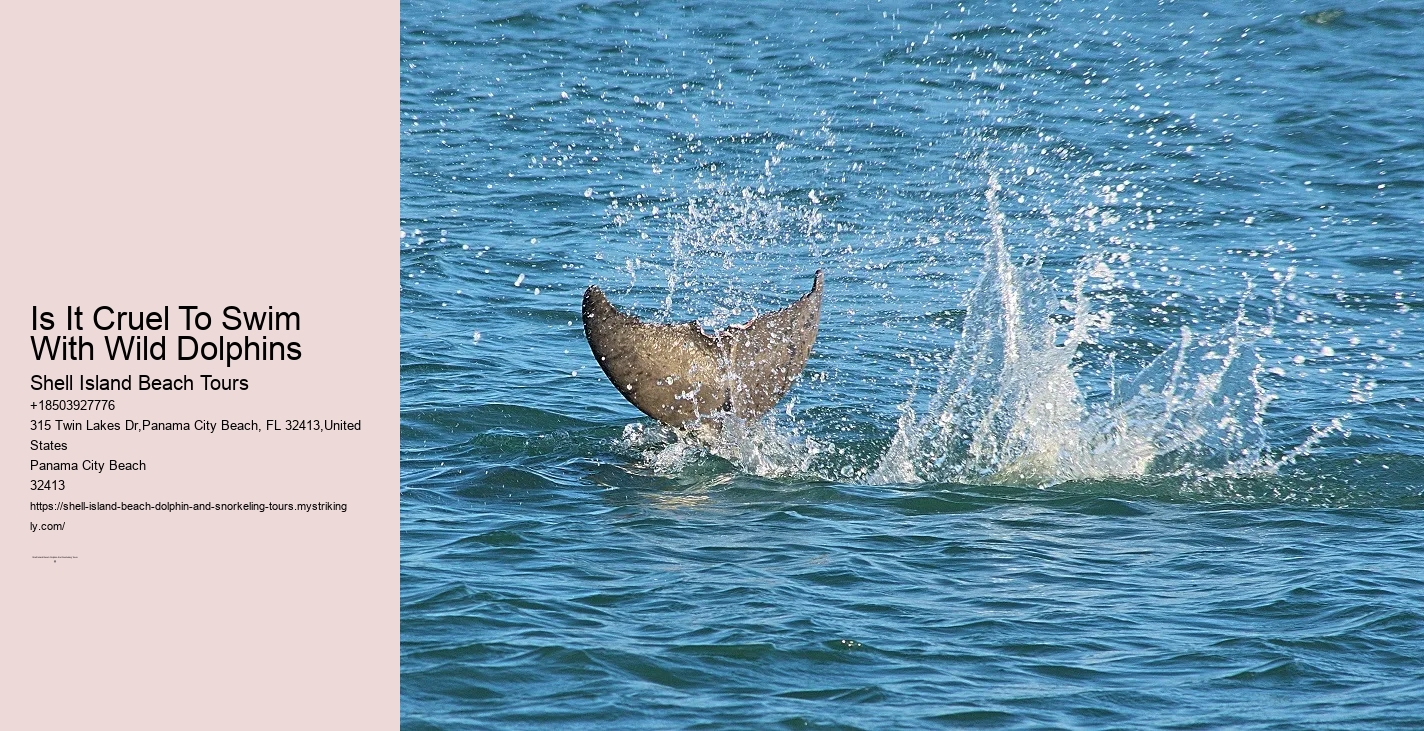 Shell Island Snorkel And Dolphin Cruise