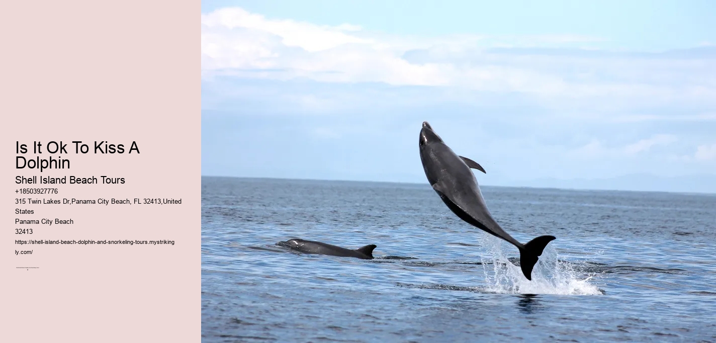 Is It Ok To Kiss A Dolphin