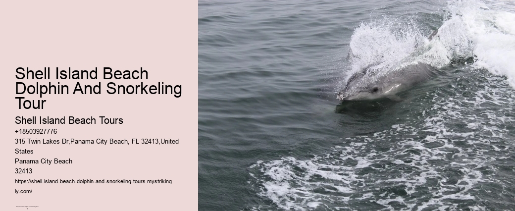 What's A Queen Conch Why Can You Go To Jail In Florida For Taking One