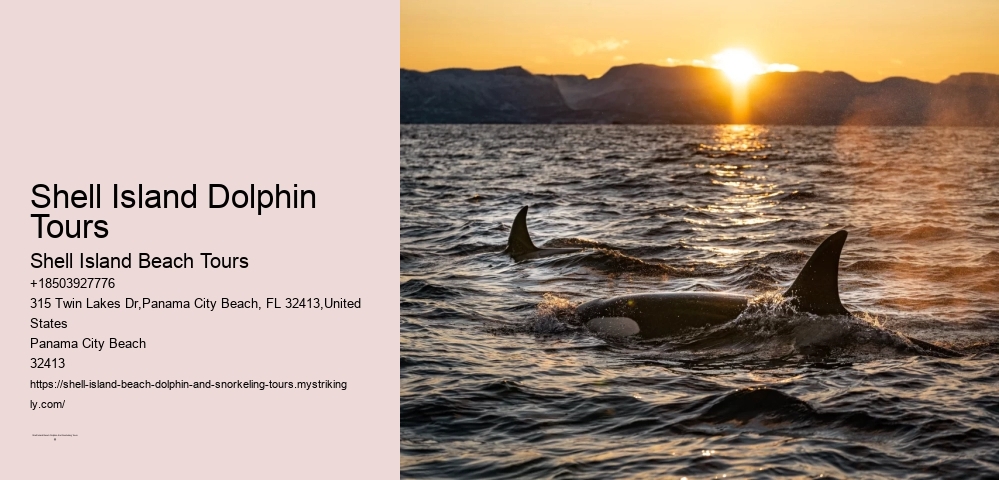 Shell Island Dolphin Tours