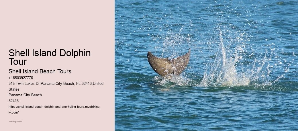 Can You Take Shells From Edisto Beach