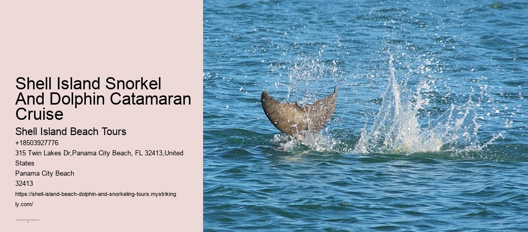 Shell Island Snorkel And Dolphin Catamaran Cruise