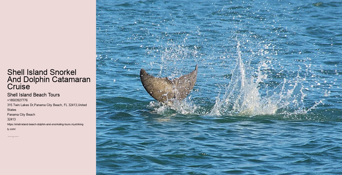 Are Dolphin Tours Safe For Dolphins