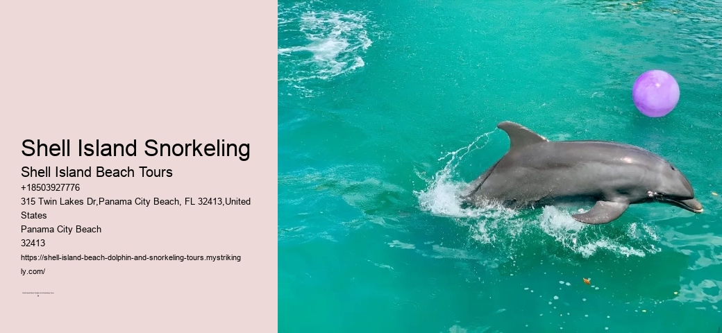 Why Not To Swim With Dolphins