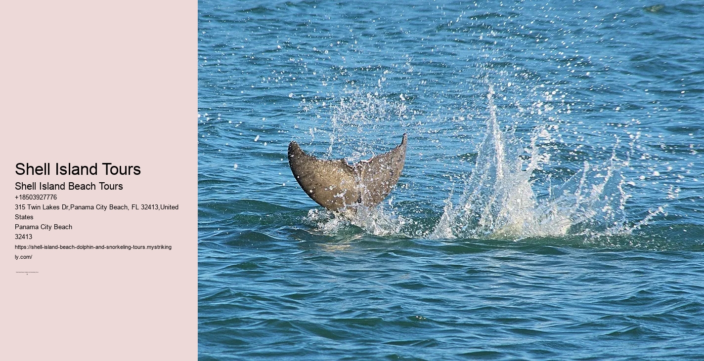 What Time Of Day Are Dolphins Most Active