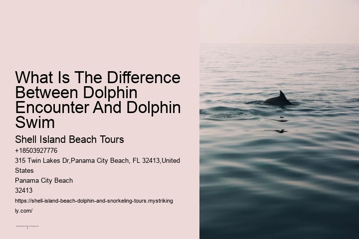 What Is The Difference Between Dolphin Encounter And Dolphin Swim