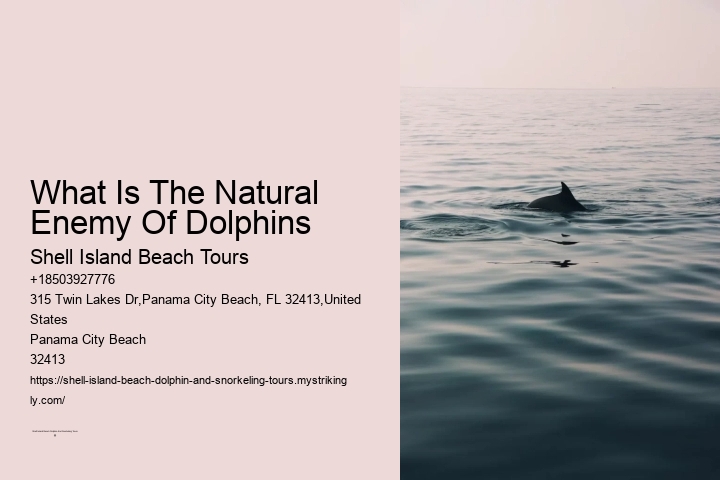 What Is The Natural Enemy Of Dolphins