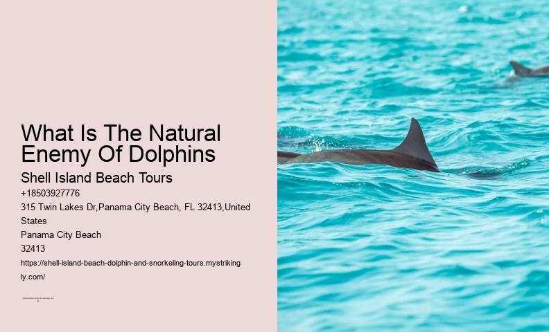 5 Things You Should Know Before Swimming With Dolphins