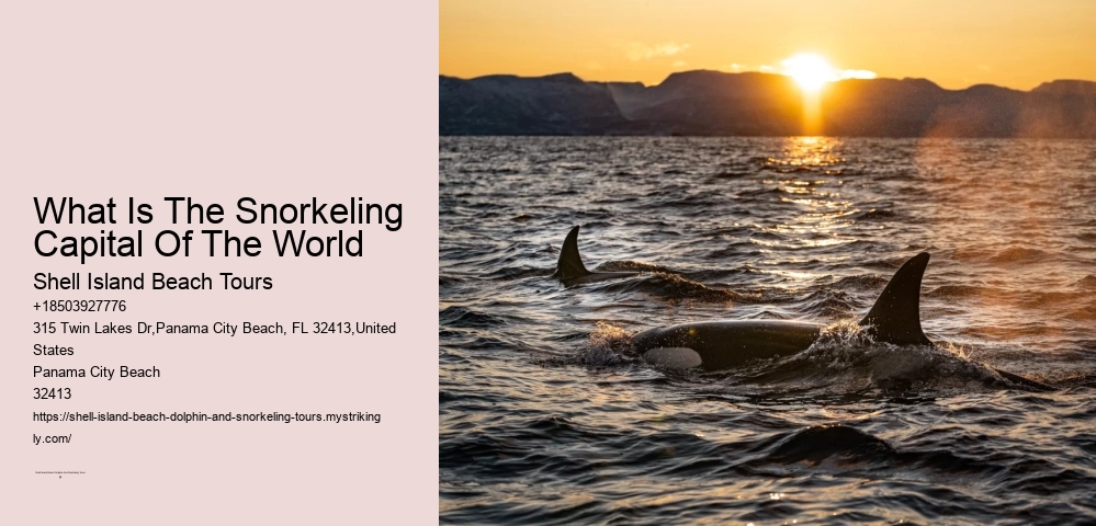 Why Shouldn't You Touch A Dolphin