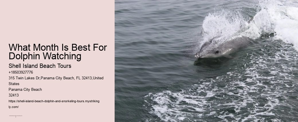 Why Shouldn't You Swim With Dolphins