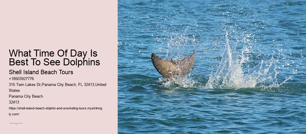What Time Of Day Is Best To See Dolphins