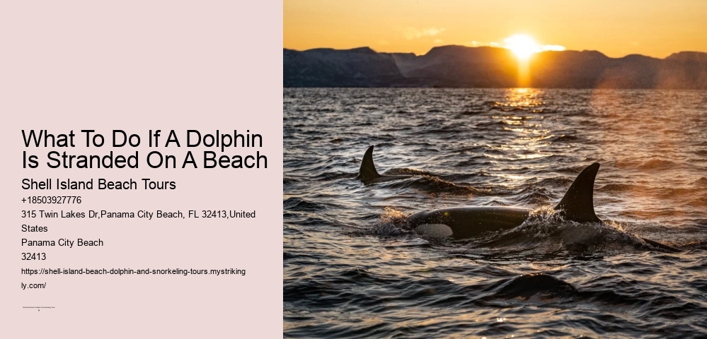 Dolphin Dreams Cruise