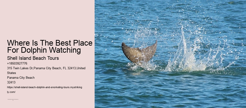 Where Is The Best Place For Dolphin Watching