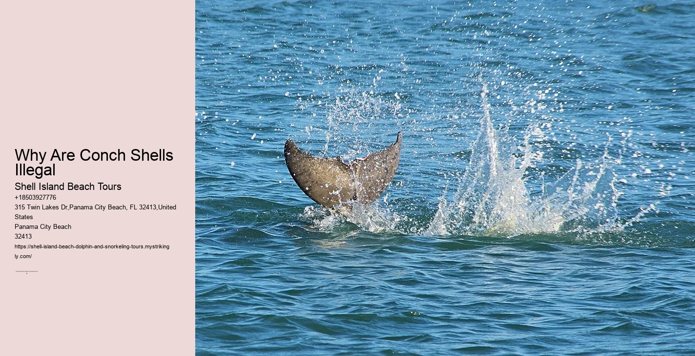 Why Can't You Wear Jewelry With Dolphins