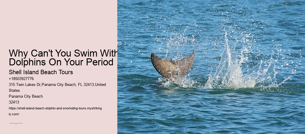 Why Can't You Swim With Dolphins On Your Period