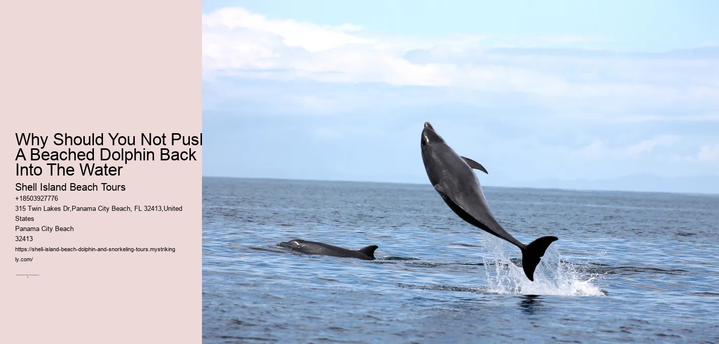 Why Should You Not Push A Beached Dolphin Back Into The Water