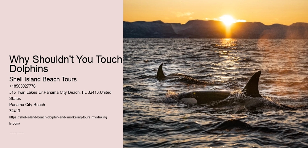 Why Shouldn't You Touch Dolphins